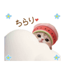 かわいいスコティッシュ猫とスイカ 気遣い（個別スタンプ：19）