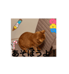 チャトラよりありがとう（個別スタンプ：4）