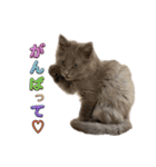 長毛こねこちゃん「わさび」①（個別スタンプ：2）