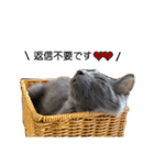 長毛こねこちゃん「わさび」①（個別スタンプ：16）