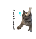 長毛こねこちゃん「わさび」①（個別スタンプ：18）