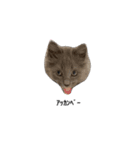 長毛こねこちゃん「わさび」①（個別スタンプ：24）