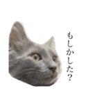 長毛こねこちゃん「わさび」①（個別スタンプ：31）