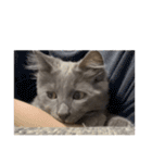 長毛こねこちゃん「わさび」①（個別スタンプ：33）