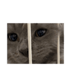 長毛こねこちゃん「わさび」①（個別スタンプ：36）