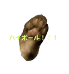 お酒とネコ好きな日常会話2（個別スタンプ：10）