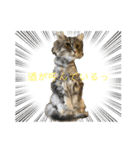 お酒とネコ好きな日常会話2（個別スタンプ：11）