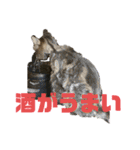 お酒とネコ好きな日常会話2（個別スタンプ：12）
