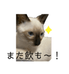 お酒とネコ好きな日常会話2（個別スタンプ：14）