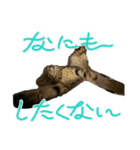 お酒とネコ好きな日常会話2（個別スタンプ：15）