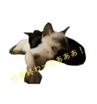 お酒とネコ好きな日常会話2（個別スタンプ：20）