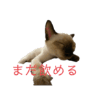 お酒とネコ好きな日常会話2（個別スタンプ：21）