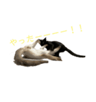 お酒とネコ好きな日常会話2（個別スタンプ：25）