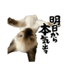 お酒とネコ好きな日常会話2（個別スタンプ：26）