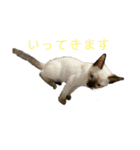 お酒とネコ好きな日常会話2（個別スタンプ：32）