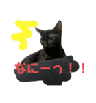 お酒とネコ好きな日常会話2（個別スタンプ：33）
