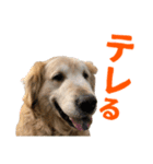 笑うゴールデンスタンプ（個別スタンプ：1）