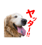 笑うゴールデンスタンプ（個別スタンプ：2）