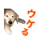 笑うゴールデンスタンプ（個別スタンプ：3）