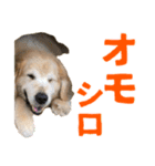 笑うゴールデンスタンプ（個別スタンプ：4）