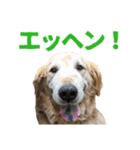 笑うゴールデンスタンプ（個別スタンプ：5）