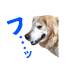 笑うゴールデンスタンプ（個別スタンプ：9）
