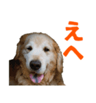 笑うゴールデンスタンプ（個別スタンプ：10）