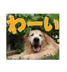 笑うゴールデンスタンプ（個別スタンプ：12）