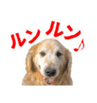 笑うゴールデンスタンプ（個別スタンプ：13）