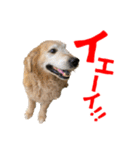 笑うゴールデンスタンプ（個別スタンプ：22）
