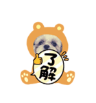 シーズーのぱとちゃんクマになる（個別スタンプ：13）