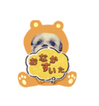 シーズーのぱとちゃんクマになる（個別スタンプ：26）