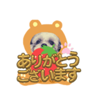 シーズーのぱとちゃんクマになる（個別スタンプ：31）