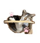 ピリオハナスタンプ1（Yver.）（個別スタンプ：12）