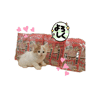 ピリオハナスタンプ1（Yver.）（個別スタンプ：15）