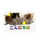 ピリオハナスタンプ1（Yver.）（個別スタンプ：16）