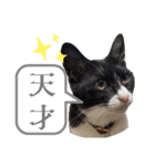肯定！ポジティブ応援猫エレが元気づける！（個別スタンプ：3）