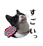 肯定！ポジティブ応援猫エレが元気づける！（個別スタンプ：4）
