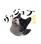 肯定！ポジティブ応援猫エレが元気づける！（個別スタンプ：5）