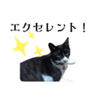 肯定！ポジティブ応援猫エレが元気づける！（個別スタンプ：9）