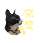 肯定！ポジティブ応援猫エレが元気づける！（個別スタンプ：10）