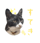 肯定！ポジティブ応援猫エレが元気づける！（個別スタンプ：11）