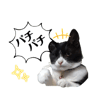 肯定！ポジティブ応援猫エレが元気づける！（個別スタンプ：12）