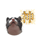 肯定！ポジティブ応援猫エレが元気づける！（個別スタンプ：14）
