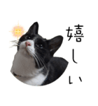 肯定！ポジティブ応援猫エレが元気づける！（個別スタンプ：16）