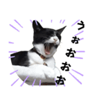 肯定！ポジティブ応援猫エレが元気づける！（個別スタンプ：17）