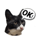 肯定！ポジティブ応援猫エレが元気づける！（個別スタンプ：18）