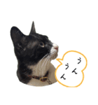 肯定！ポジティブ応援猫エレが元気づける！（個別スタンプ：19）