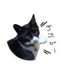 肯定！ポジティブ応援猫エレが元気づける！（個別スタンプ：22）