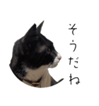 肯定！ポジティブ応援猫エレが元気づける！（個別スタンプ：23）